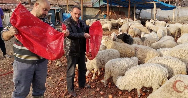 Fiyatıyla gündem olmuştu, şimdi koyunlara yediriliyor