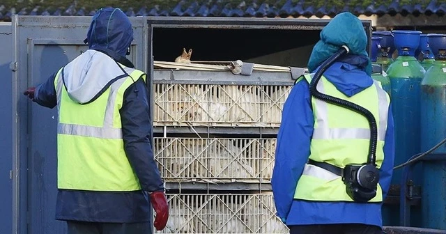 H5N8'in ilk kez insanlara bulaştığı belirtildi