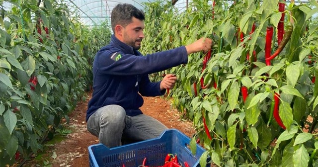 İsotun açığını şili biberi kapatıyor