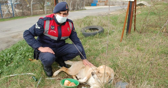 Jandarmadan uygulama sırasında yanına gelen köpeğe şefkat