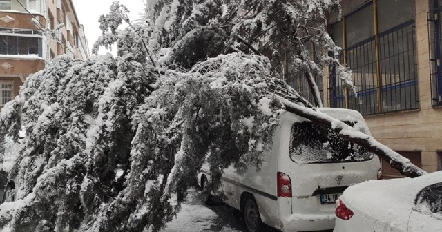 Kara dayanamayan ağaç, aracın üstüne devrildi