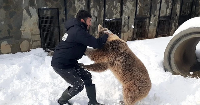 Karın keyfini çıkaran ayı, bakıcısıyla güreş tuttu