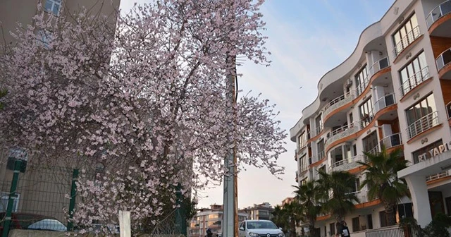 Meyve ağaçları kış ortasında çiçek açtı
