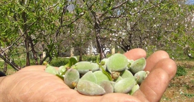 Sezonun ilk çağla hasadı yapıldı