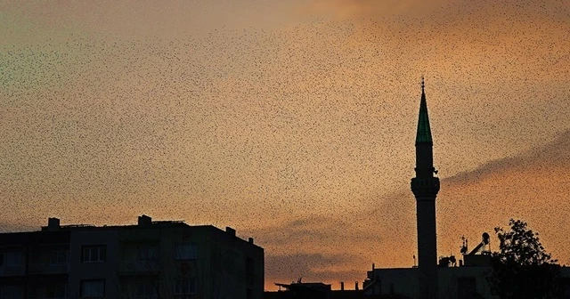 Sığırcık kuşlarından görsel şölen