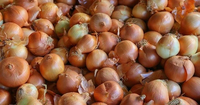 Soğanlar depoda çürümeye terk edildi