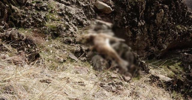 Tunceli’deki yaban keçisi ölümlerinin nedeni belli oldu