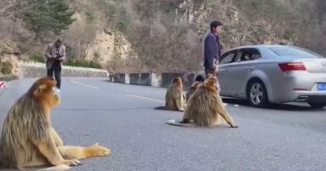 Altın maymunlar Çin&#039;de yol kapattı