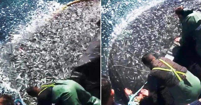 İzmirli balıkçılardan binlerce kefal yavrusuna şefkat eli