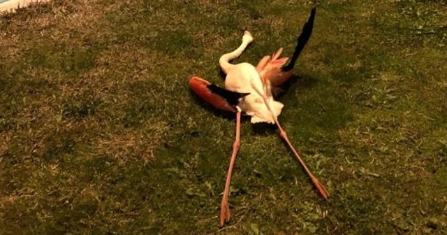 Flamingoların toplu ölümü araştırılıyor