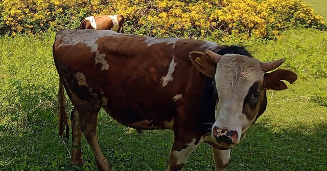 Hayvanlarını kayıt altına aldırmayanlara ceza