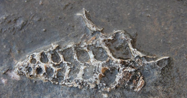 Kaya parçasında 70 milyon yıllık fosil bulundu