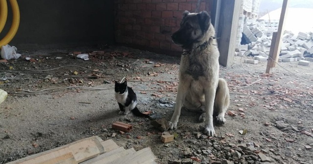 Kedi ile köpeğin dostluğu renkli görüntülere sahne oldu