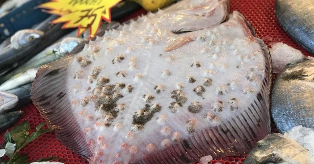 Kilosu 250 TL'den alıcı bulan kalkan, yok satıyor