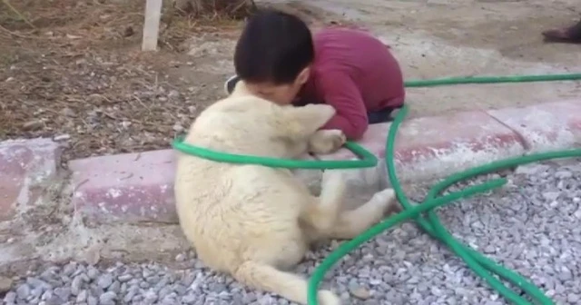Köpeği ısıran çocuk görenleri gülme krizine soktu
