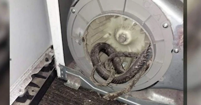 Kurutma makinesinin içinden yılan çıktı