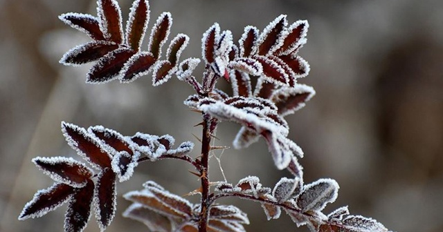 Meteoroloji 14. Bölge Müdürlüğü, bölge illeri için buzlanma, don çığ, uyarısında bulundu