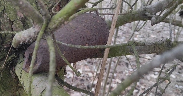 Polonya&#039;da bir ağaçta 2. Dünya Savaşı&#039;ndan kalma bomba bulundu