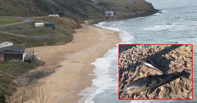 Riva’da iki ölü yunus karaya vurdu