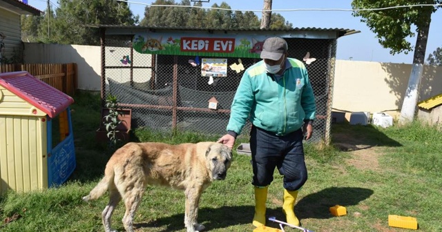 Silahla vurularak yaralanan sokak köpeği sağlığına kavuşturuldu