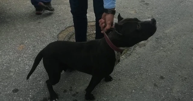 Sokakta pitbull gezdirdi, 10 bin lira ceza yedi