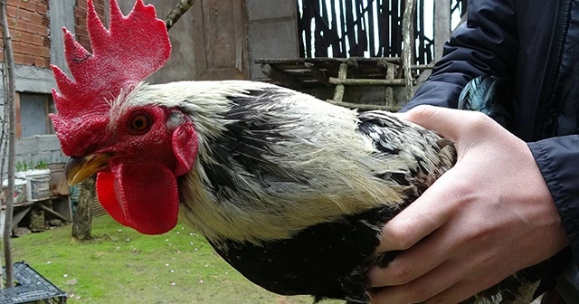 ‘Anne’ diye bağırdı, kesilmekten kurtuldu