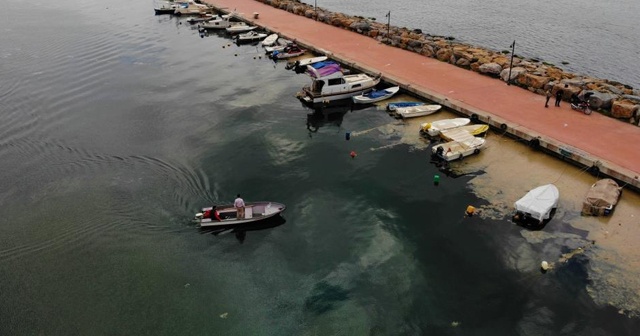 Balıkçıların korkulu rüyası İzmit Körfezi’ni esir aldı