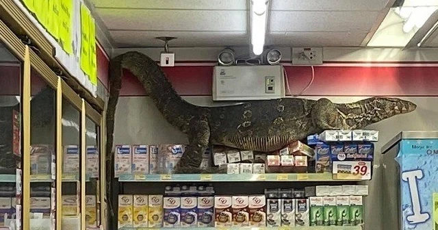 Dev kertenkele girdiği markette paniğe neden oldu