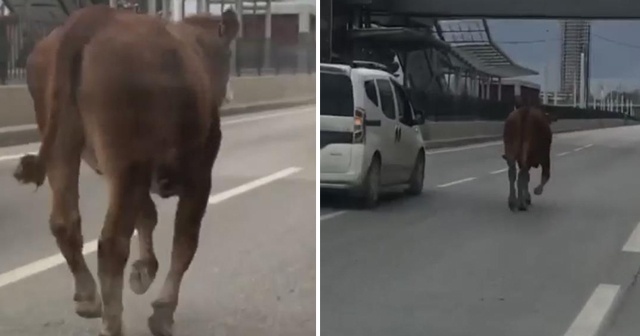 İpini koparan boğa Bursa trafiğinde koşturdu