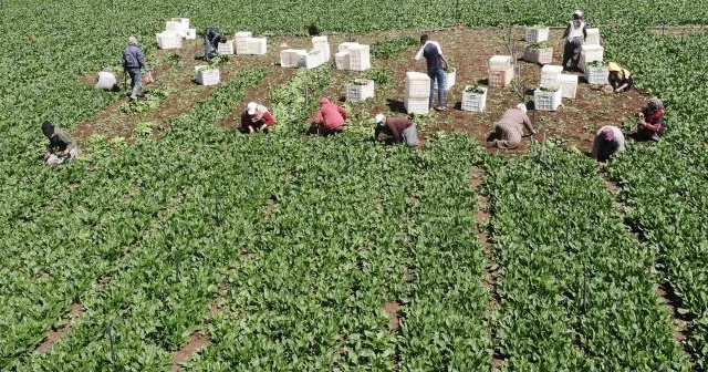 Ispanağın fiyatı yüzde 50 düştü, yine de tezgahta kaldı