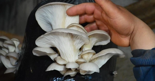 İstiridye mantarı üreticisine günlük 5 bin TL kazandırıyor