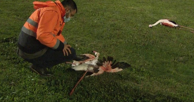 İzmir&#039;de telef olan flamingoların ölüm sebebi belli oldu