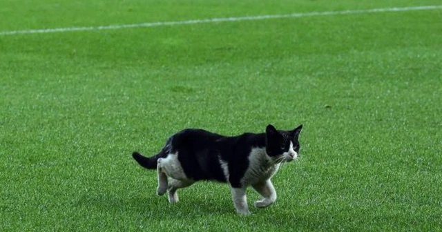 Kadıköy’de sahaya kedi girdi