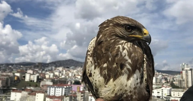 Kartal'da aç kalan yırtıcı şahin kent merkezine indi