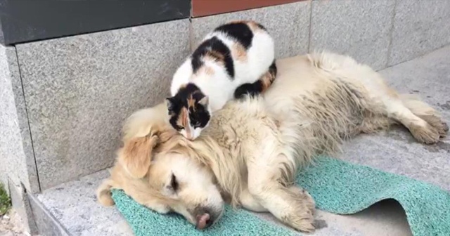 Kedi ile köpeğin şaşırtan dostluğu