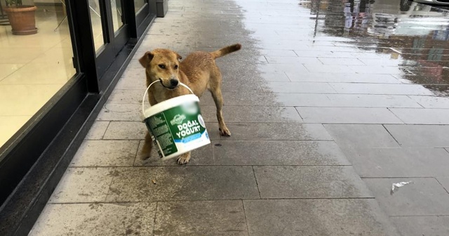 Sevimli köpeğin kovayla oyunu tebessüm ettirdi