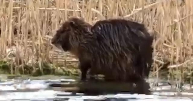 Su maymunu kendini böyle temizledi