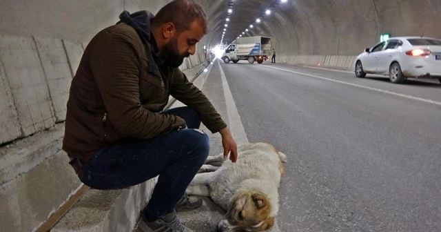 Yaralanan köpeğinin başından bir an olsun ayrılmadı