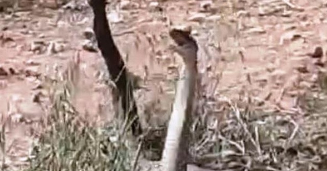 Dünya’nın en zehirli yılanları Şanlıurfa’da görüntülendi