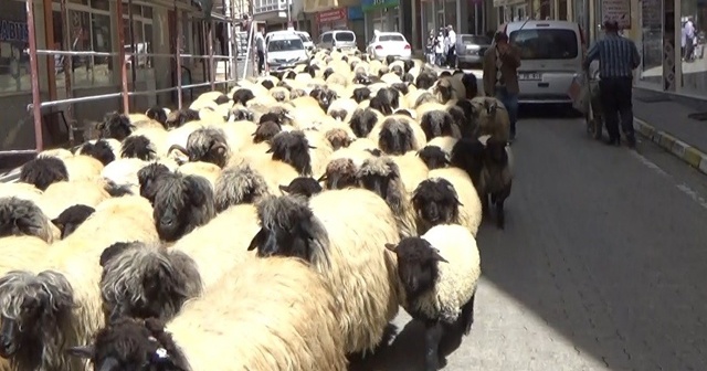 Havalar ısındı, yayla göçü başladı