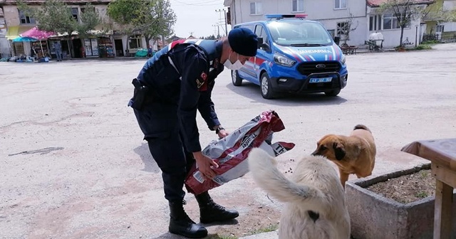 Jandarma ve polis sokak hayvanlarını unutmadı