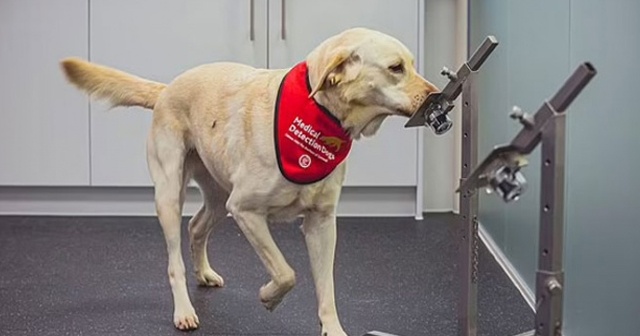 Köpekler Kovid’i hızlı testlerden daha iyi tespit ediyor