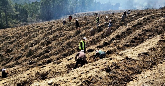 Kütahya’da yanan orman sahasına 5 bin fidan dikildi