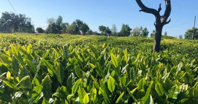 Lipton sağlıklı ve güvenli çay hasadı hazırlıklarını tamamladı