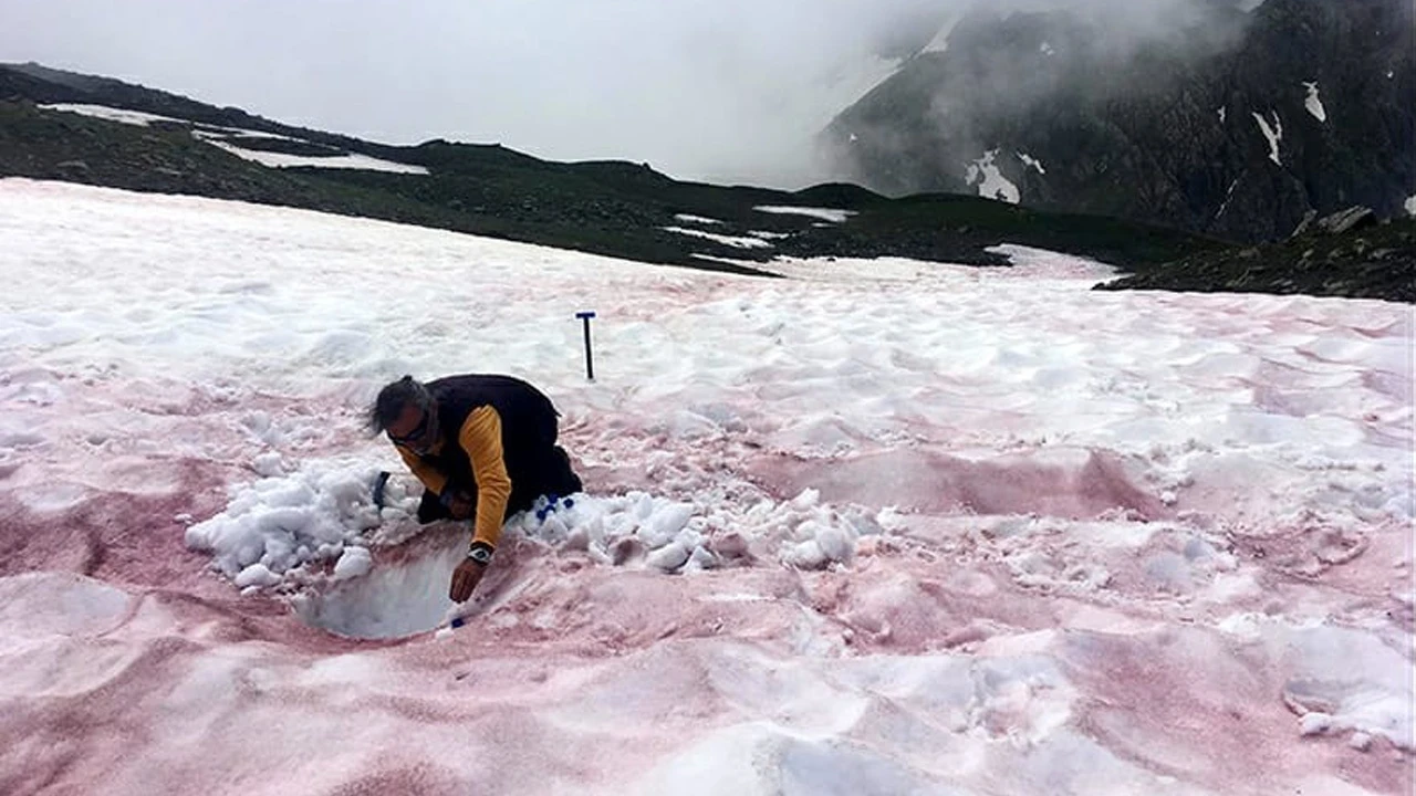 Alp Dağları&#039;ndaki &#039;kırmızı kar&#039;ın nedeni ortaya çıktı