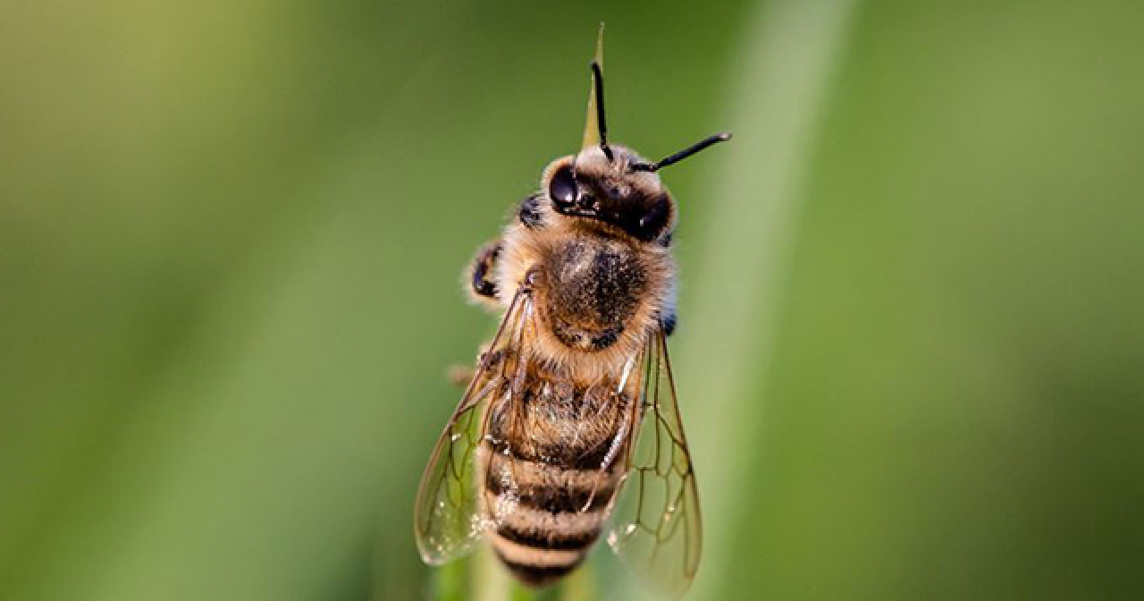 Arılar arasında yeni bir hastalık yayılıyor: Topluca ölüyorlar