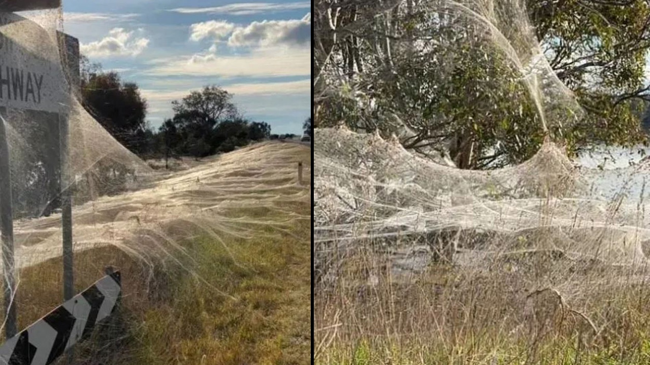 Avustralya&#039;da örümcek ağları doğayı battaniye gibi sardı