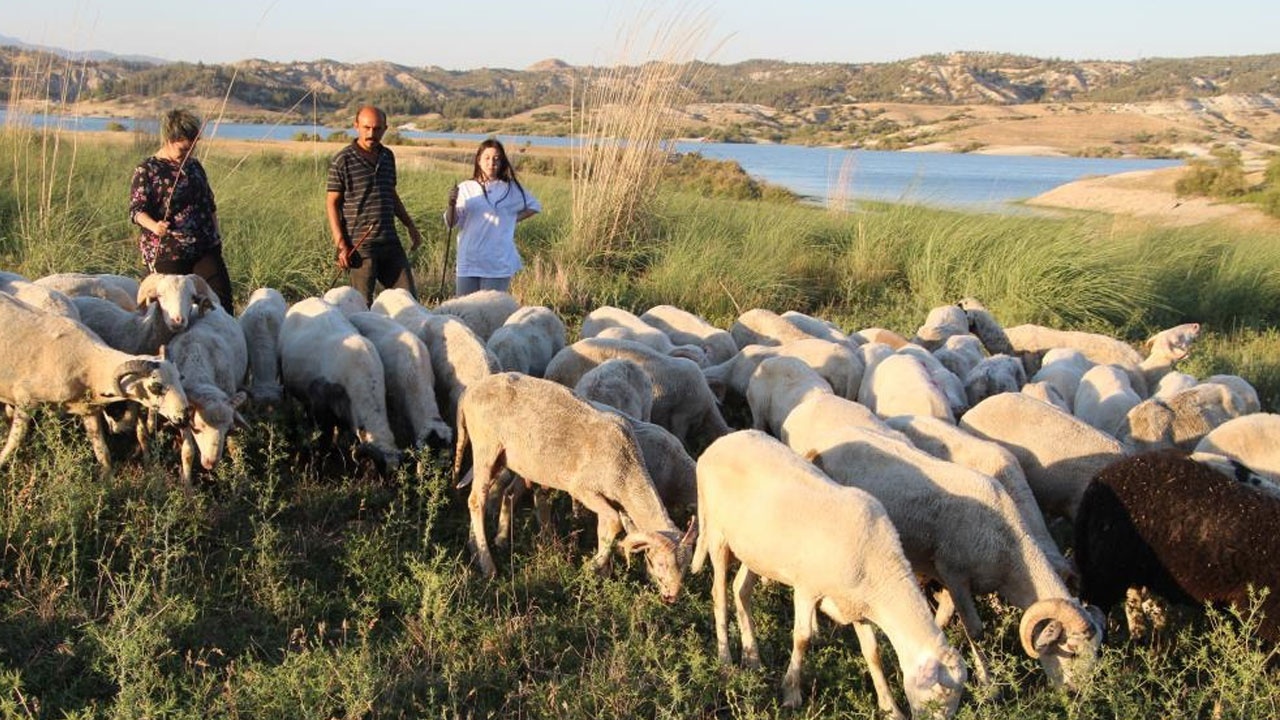 Birleşmiş Milletler gibi aile: Diğer çobanlardan çok farklı