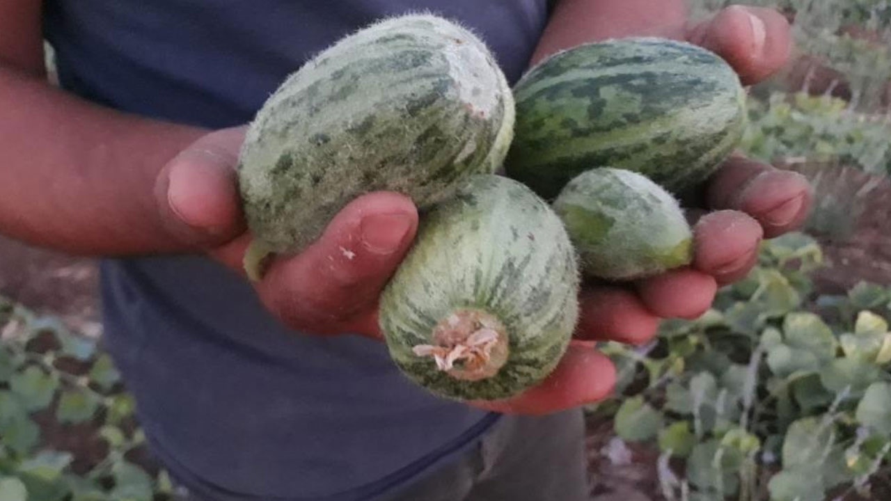 Dışı karpuza, içi kavuna, tadı salatalığa benziyor: Hasadı başladı