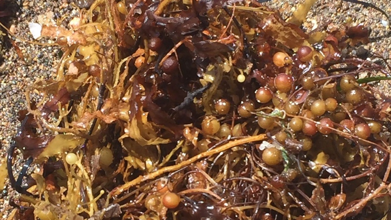 Kıyılarımızdaki yeni tehlike: Sargassum istilası